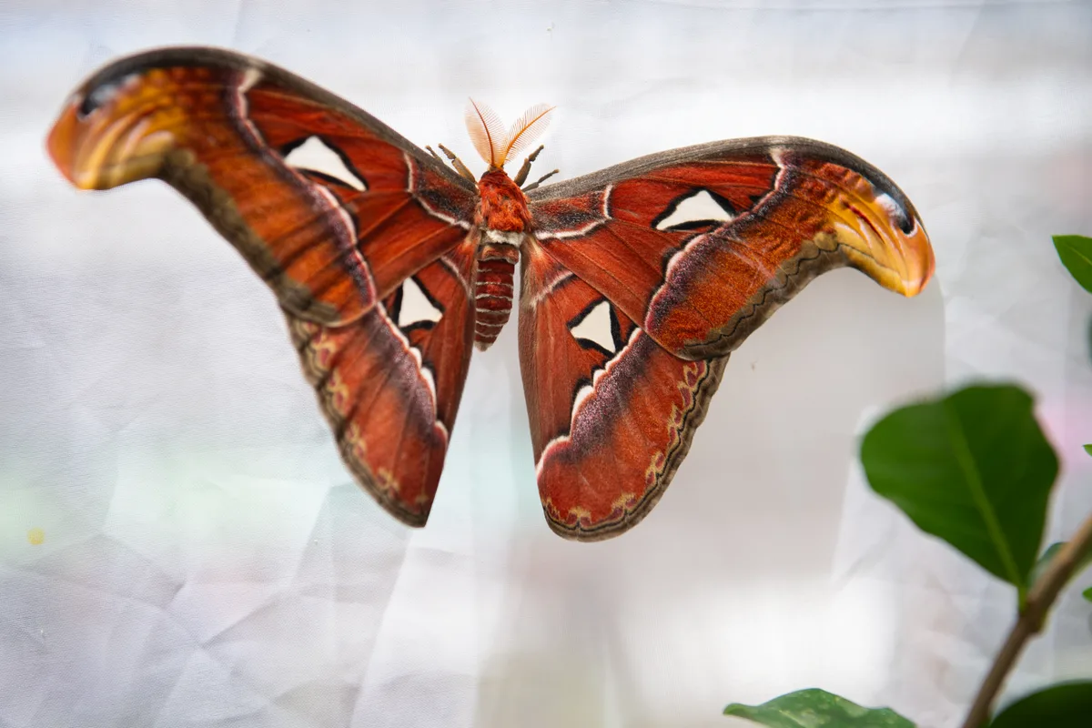 Impressionen vom Schmetterlingshaus im Gartencenter Meier in Dürnten